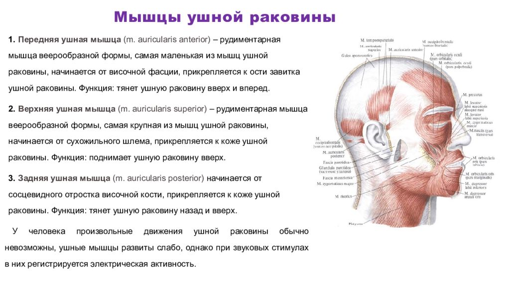 Язык тянет мышцу. Мышцы наружного уха анатомия. Передняя верхняя и задняя ушные мышцы. Задняя ушная мышца m. auricularis posterior. Начало мышц наружного уха.