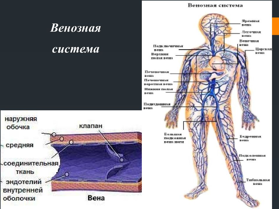 Венозная система человека схема на русском