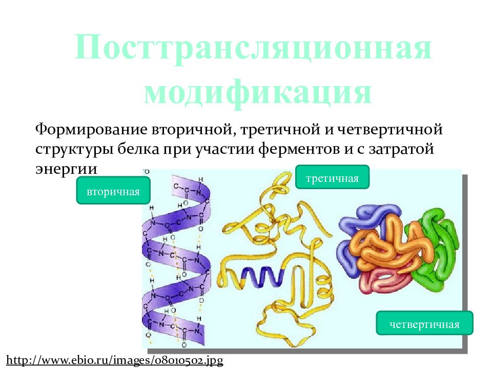 Белки первичная вторичная третичная четвертичная структуры. Связи в первичной вторичной третичной и четвертичной структуре белка. Формирование вторичной третичной и четвертичной структуры белка. Белок первичная структура вторичная третичная.