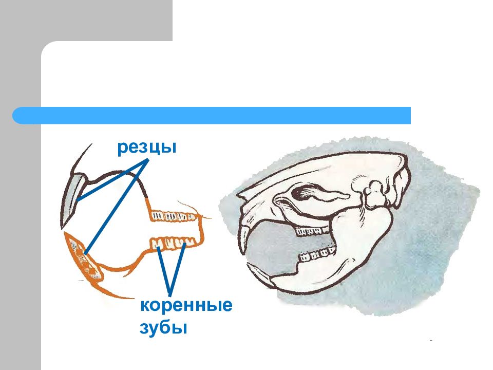Какую особенность имеют резцы у грызунов. Зубная система грызунов млекопитающих. Строение зубной системы грызунов. Строение зубов грызунов. Строение зубов зайцеобразных.