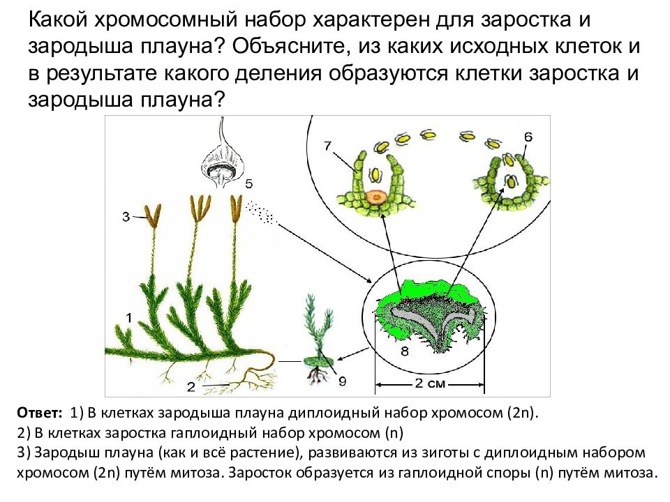 Из каких исходных клеток образуются листья мха. Заросток плауна. Плаун жизненный цикл зародыш. Жизненный цикл плауна заросток. Заросток плауна набор хромосом.