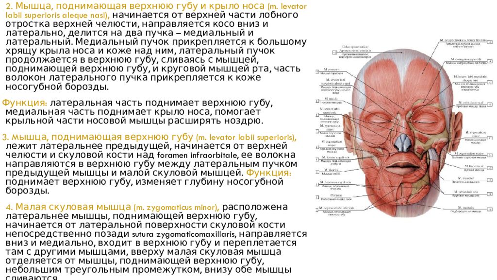 Мышцы носа. Мышца, опускающая угол рта, m. Depressor Anguli Oris.. Мышца, поднимающая верхнюю губу m. levator Labii superioris. Мышца поднимающая угол рта и крыло носа. Мышца поднимающая верхнюю губу и крыло носа.