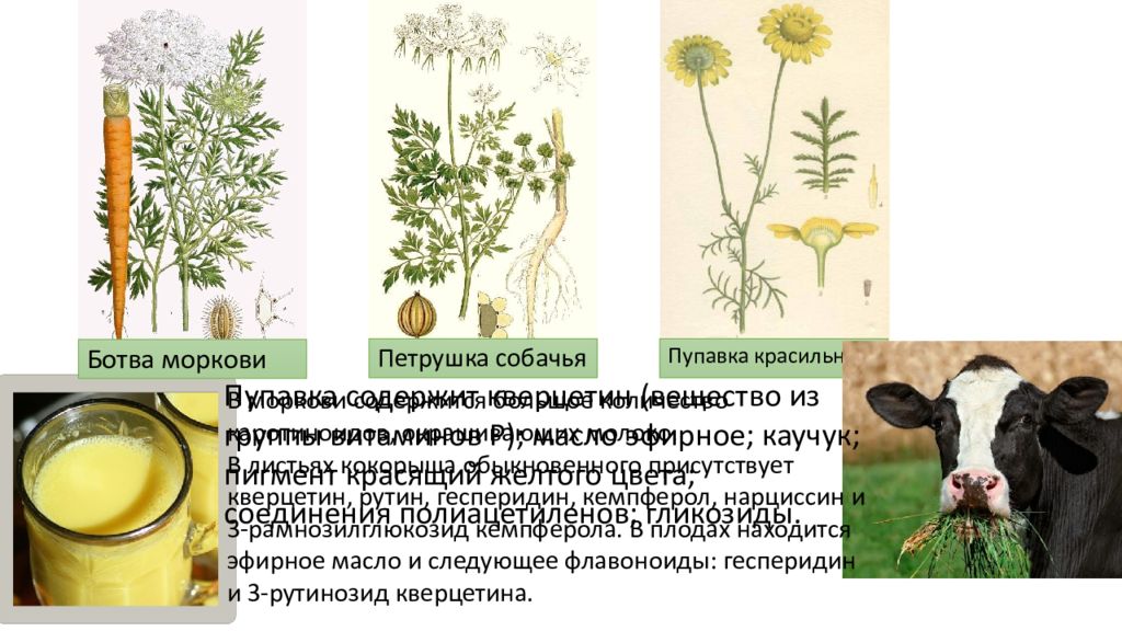 Растения вызывающие заболевания животных и людей. Растения вызывающие заболевания животных и людей