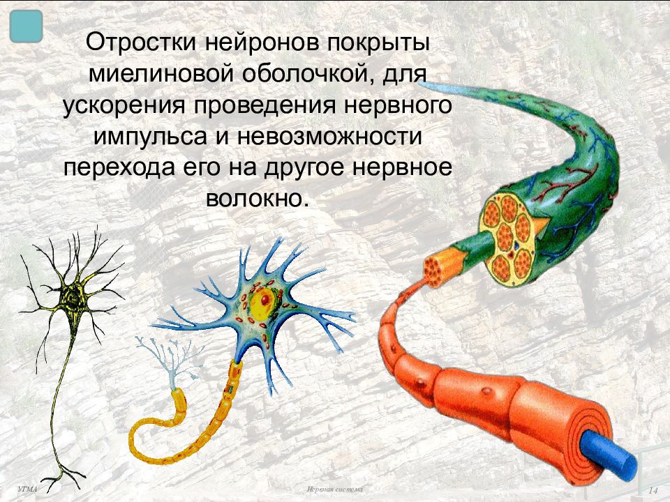 Нервные клетки имеют отростки. Миелиновая оболочка нейрона. Отростки нейрона. Отросток нервной клетки. Отостки нейронных клеток.