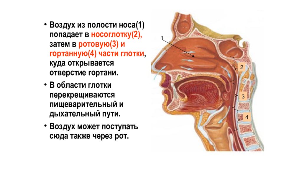 Воздух из гортани попадает в. Носовая полость строение анатомия. Полость носа и гортань анатомия. Строение носовой полости и гортани. Носовая полость глотка гортань.