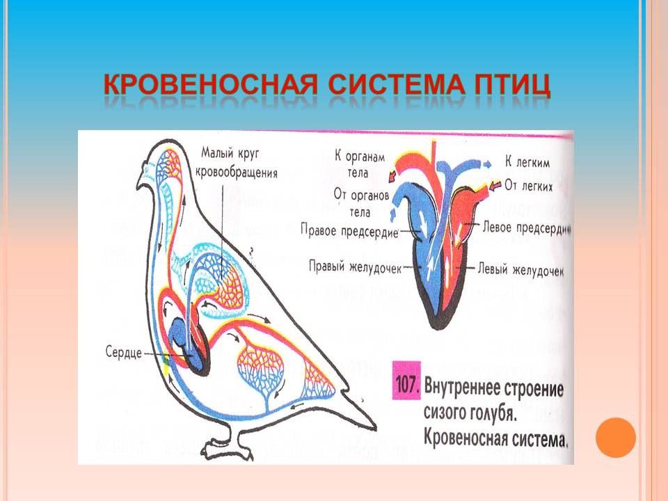 Процесс кровообращения птиц. Малый круг кровообращения у птиц. Кровеносная система птиц схема. Строение кровеносной системы птиц. Схема строения кровеносной системы птиц.