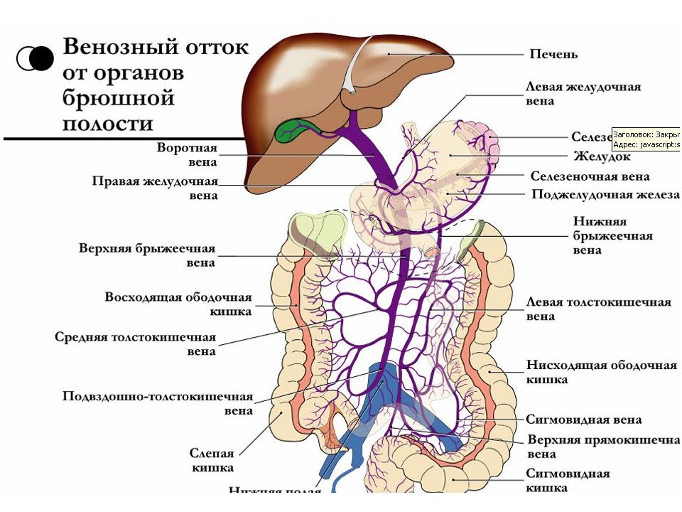 Воротная вена схема