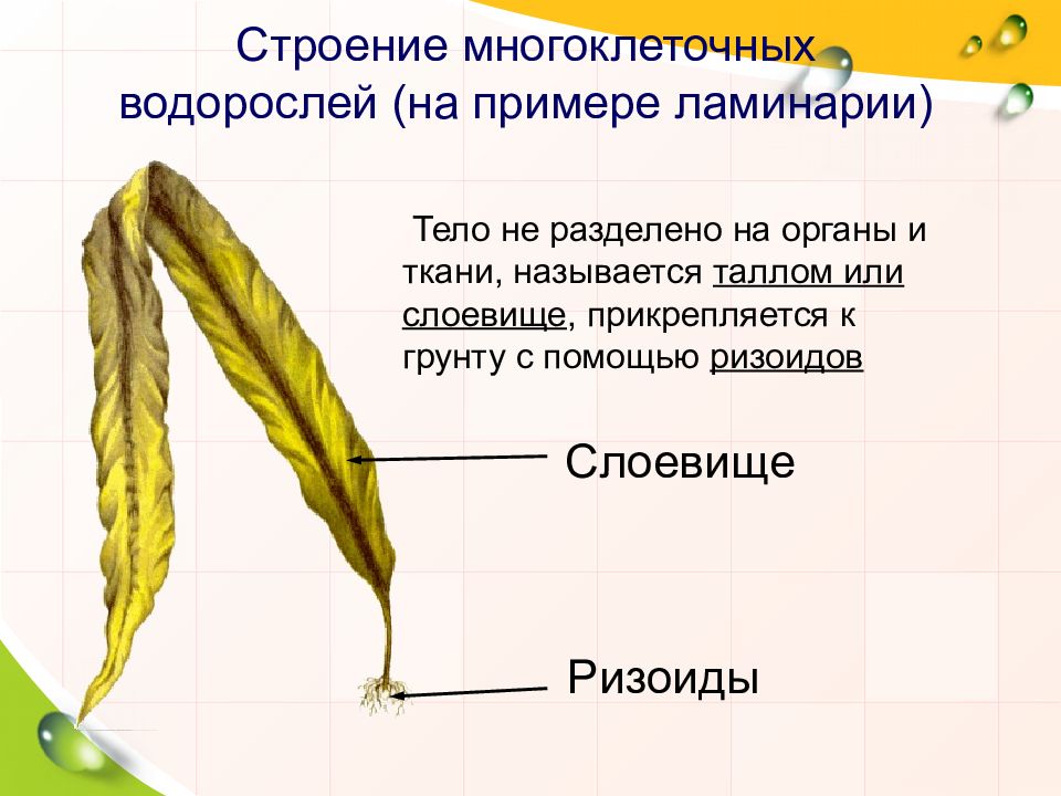 Строение водорослей. Строение слоевища водорослей. Строение таллома. Многоклеточные водоросли ламинария. Ламинария ризоиды.