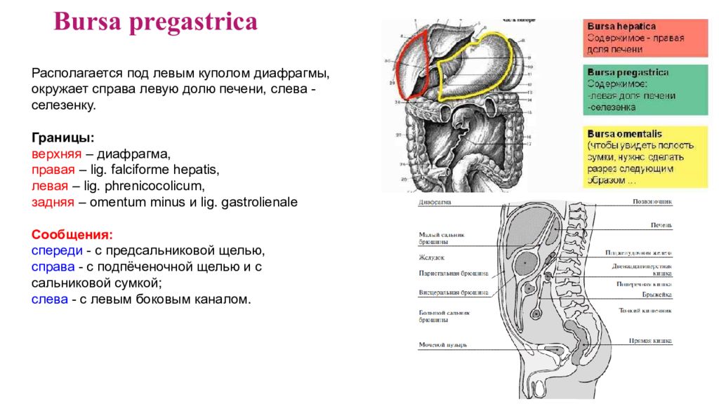 Печеночная сумка. Сальниковая печеночная и преджелудочная сумки. Верхний этаж брюшной полости топографическая анатомия. Сальниковая сумка – Bursa Omentalis. Сумки брюшины топографическая анатомия.