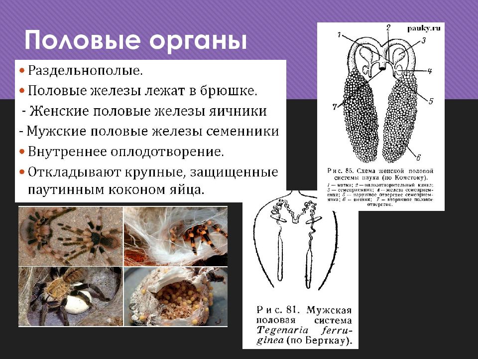 Значение паукообразных в природе