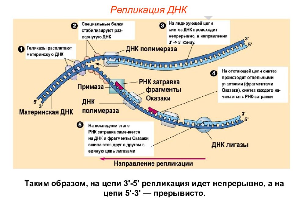 Презентация репликация днк 10 класс профильный уровень