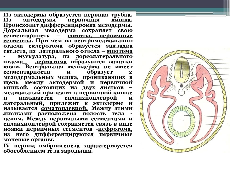 Первичные сегменты. Дифференцировка сомитов мезодермы. Сомиты и спланхнотом. Схема дифференцировки мезодермы. Промежуточная мезодерма.