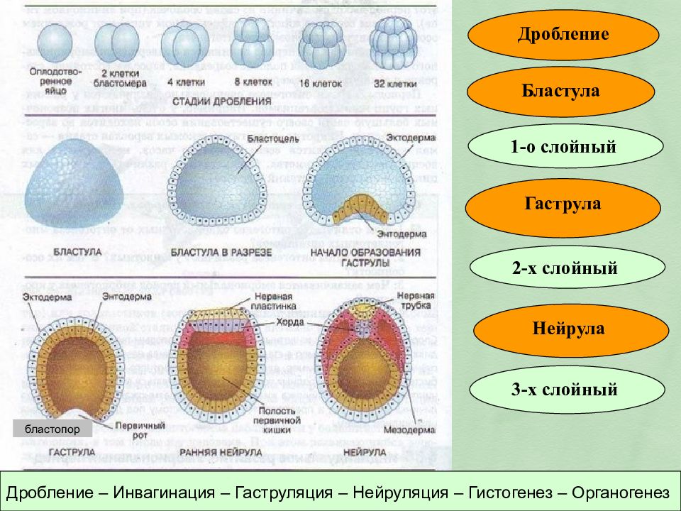 Бластула гаструла рисунок