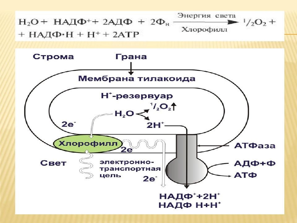 Типы клеточного питания фотосинтез и хемосинтез 10 класс презентация