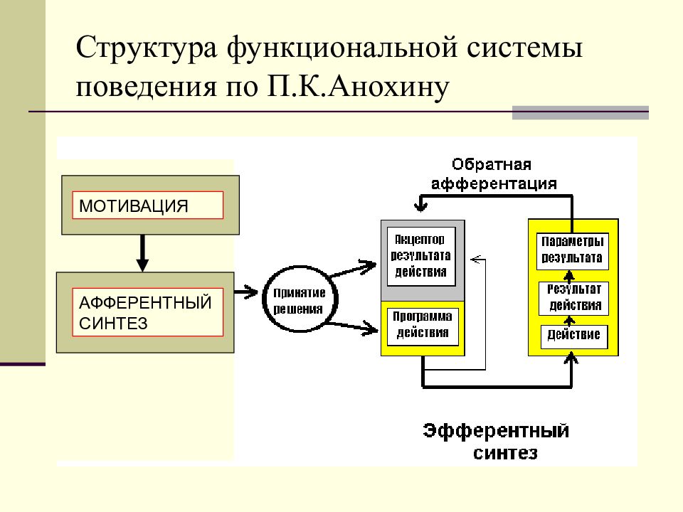 Функциональная система. Что такое функциональная система по п.к.Анохину. Структура функциональной системы поведения по п.к.Анохину. Структура функциональных систем в физиологии. Структурой поведенческого акта Анохина.