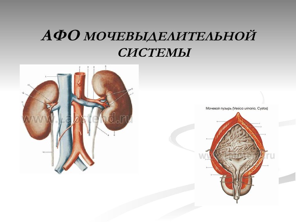 Заболевания органов мочевыделения презентация 8 класс пасечник