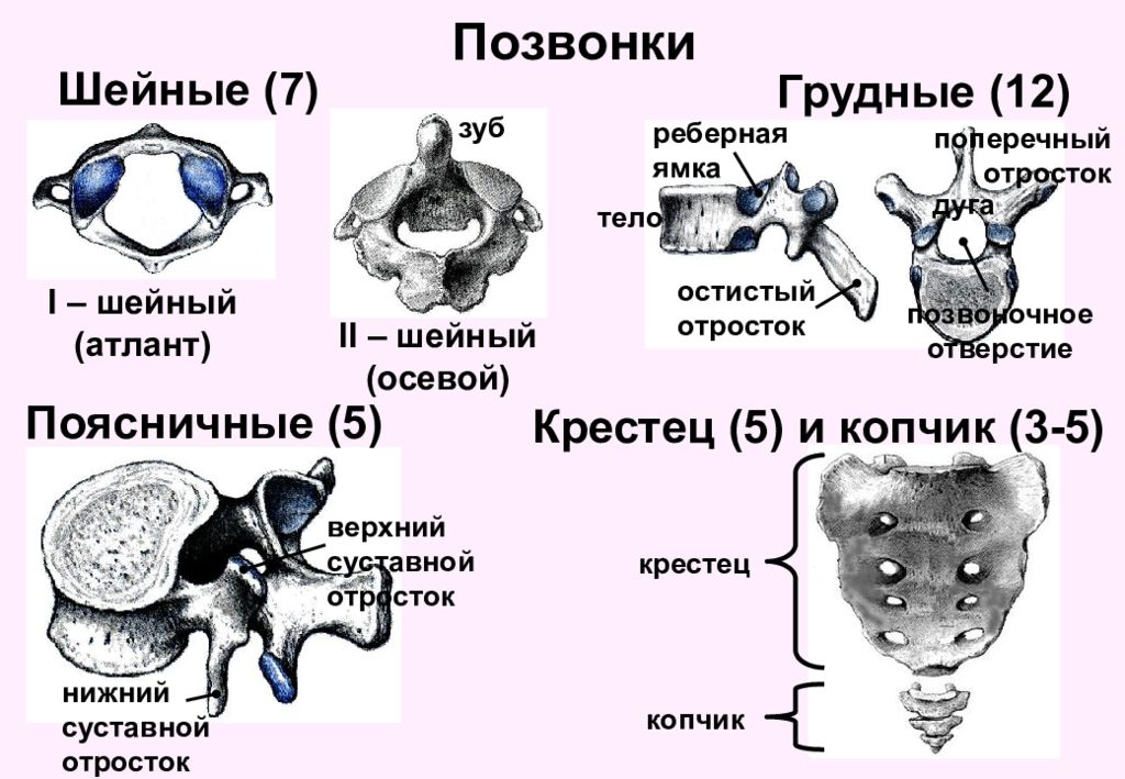 Типы позвонков. Строение шейных грудных и поясничных позвонков. Шейный грудной и поясничный позвонки рисунок. Шейный грудной и поясничный позвонки. Позвонки шейный грудной поясничный таблица.