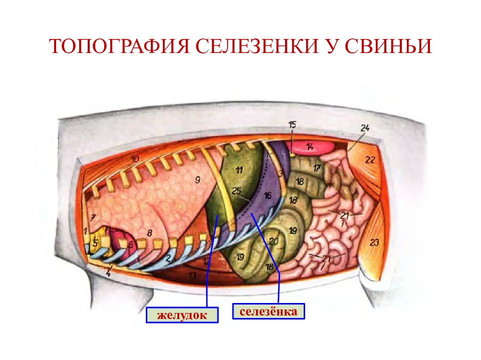 Селезенка топография. Топография селезенки у животных. Селезёнка коров анатомия. Селезенка крупного рогатого скота. Селезенка коровы строение.