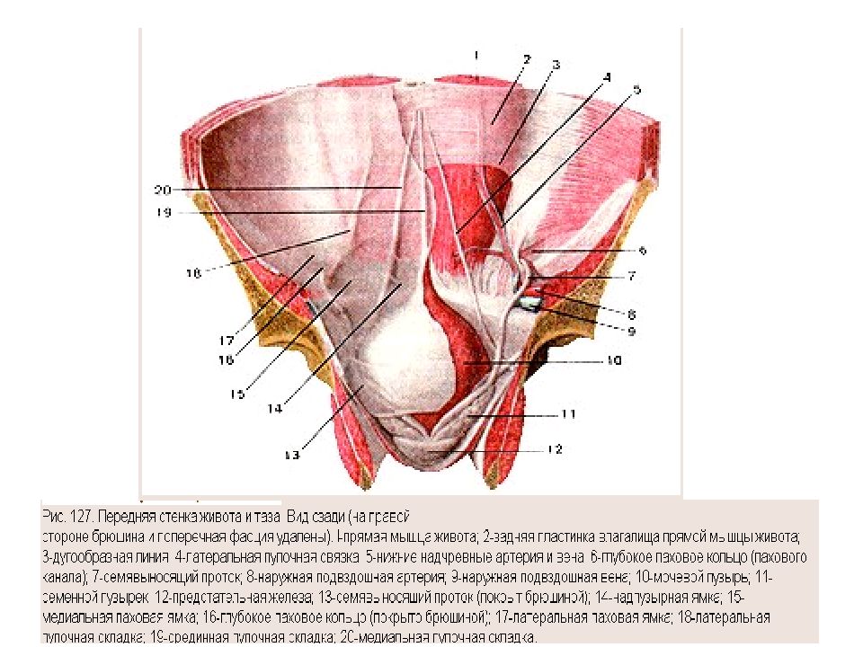 Стенки пахового канала. Задняя поверхность передней брюшной стенки топографическая. Передняя стенка пахового канала. Задняя поверхность передней брюшной стенки топографическая анатомия. Передняя брюшная стенка паховый канал.