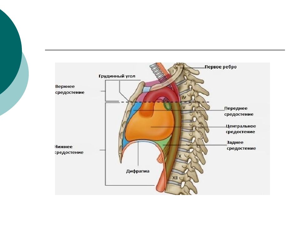 Топографическая анатомия грудной клетки презентация