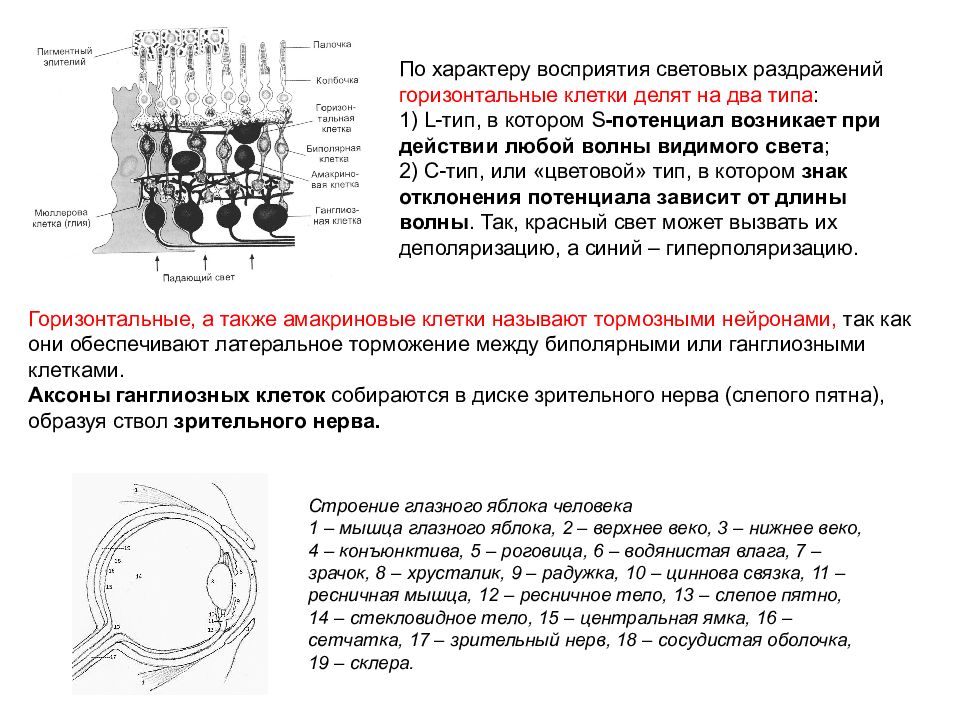 Фоторецепторы зрительный нерв. Биполярные клетки зрительного анализатора. Биполярные клетки сетчатки. Методы исследования зрительного анализатора. Биполярные клетки зрительного анализатора расположены.