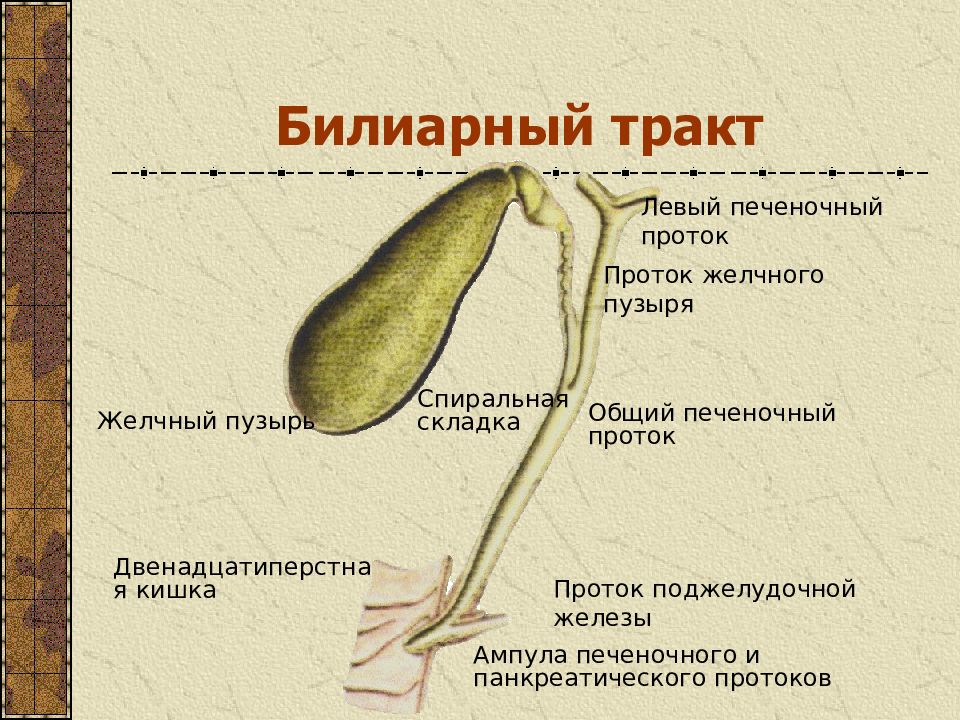 Дисфункция билиарного тракта у детей презентация