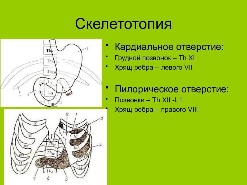 Голотопия скелетотопия. Скелетотопия желудка. Скелетотопия желудка анатомия. Топографическая анатомия желудка скелетотопия синтопия голотопия. Скелетотопия Спланхнология.