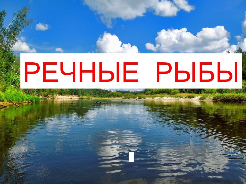 РЕЧНЫЕ РЫБЫ