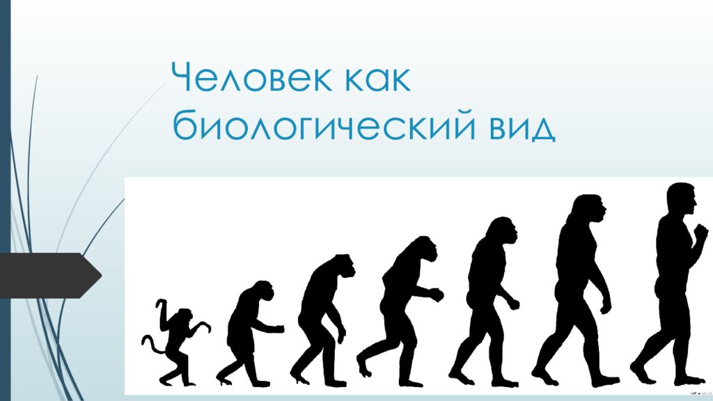 Урок становление человека. Человек биологический вид. Человек как биологический вид презентация. Охарактеризуйте человека как биологический вид.