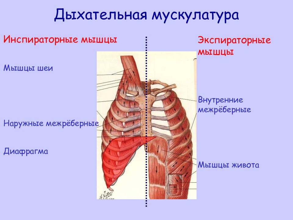 Диафрагма расслабляется диафрагма сокращается внутренние межреберные. Перечислите основные мышцы обеспечивающие процесс дыхания. Мышцы участвующие в акте вдоха и выдоха. Дыхательные мышцы. Основные дыхательные мышцы.
