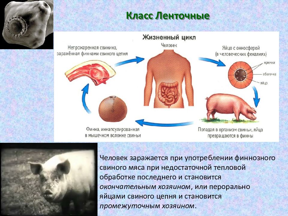 Свиной цепень презентация