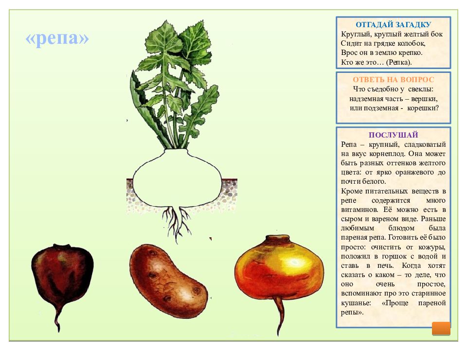 Вершки и корешки картинки для детей