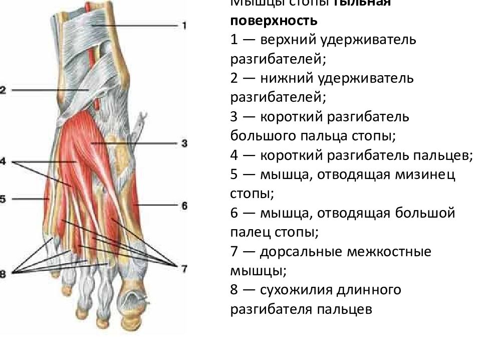 Связки и сухожилия в чем разница. Верхний удерживатель сухожилий разгибателей. Мышцы сгибатели и разгибатели стопы. Верхний удерживатель сухожилий разгибателей стопы. Верхний и Нижний удерживатель сухожилий малоберцовых мышц.