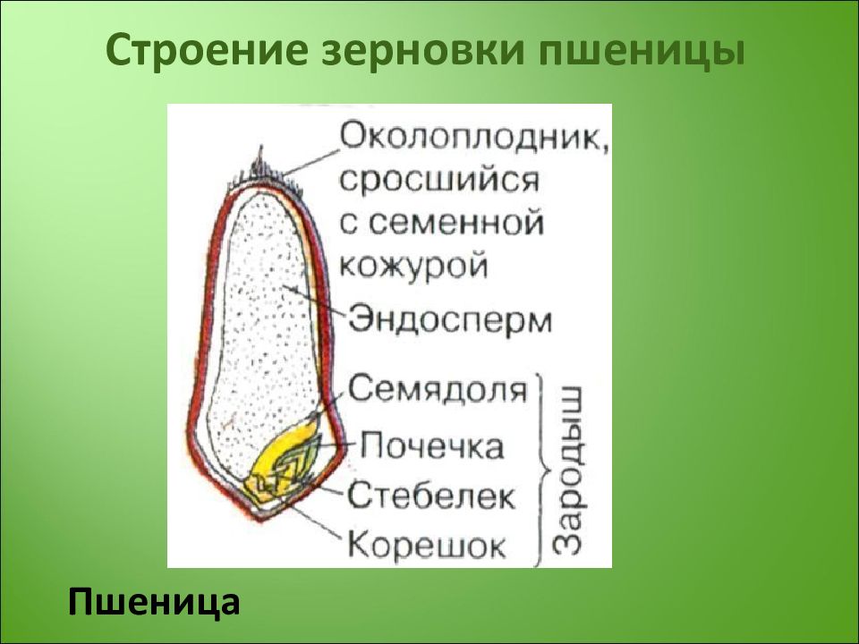 Составьте схему строения зерна пшеницы