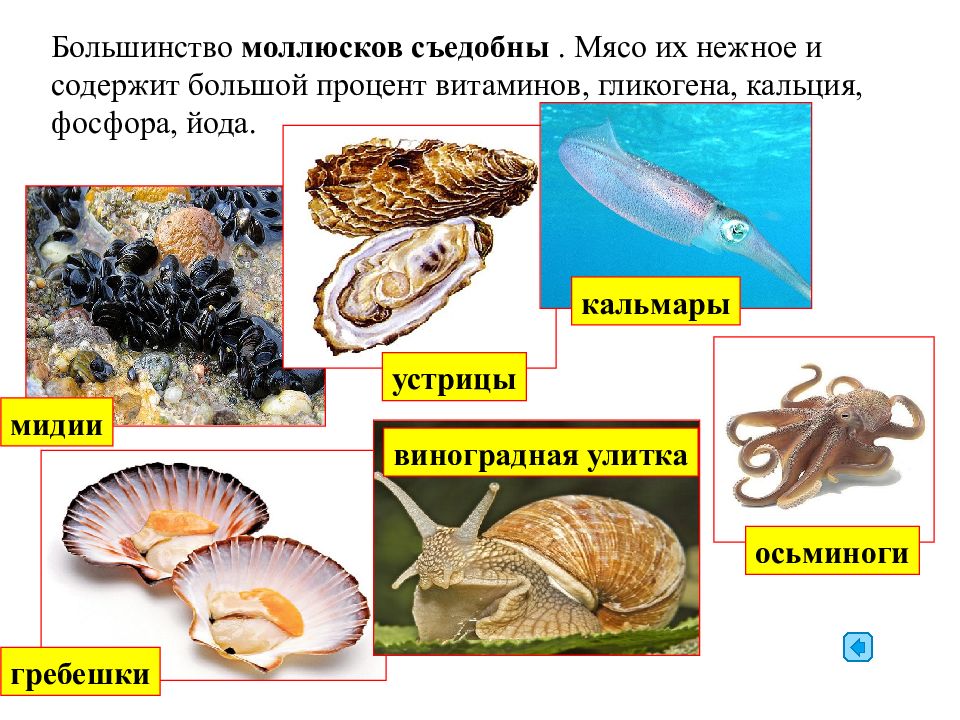 Тип моллюски презентация 7 класс презентация