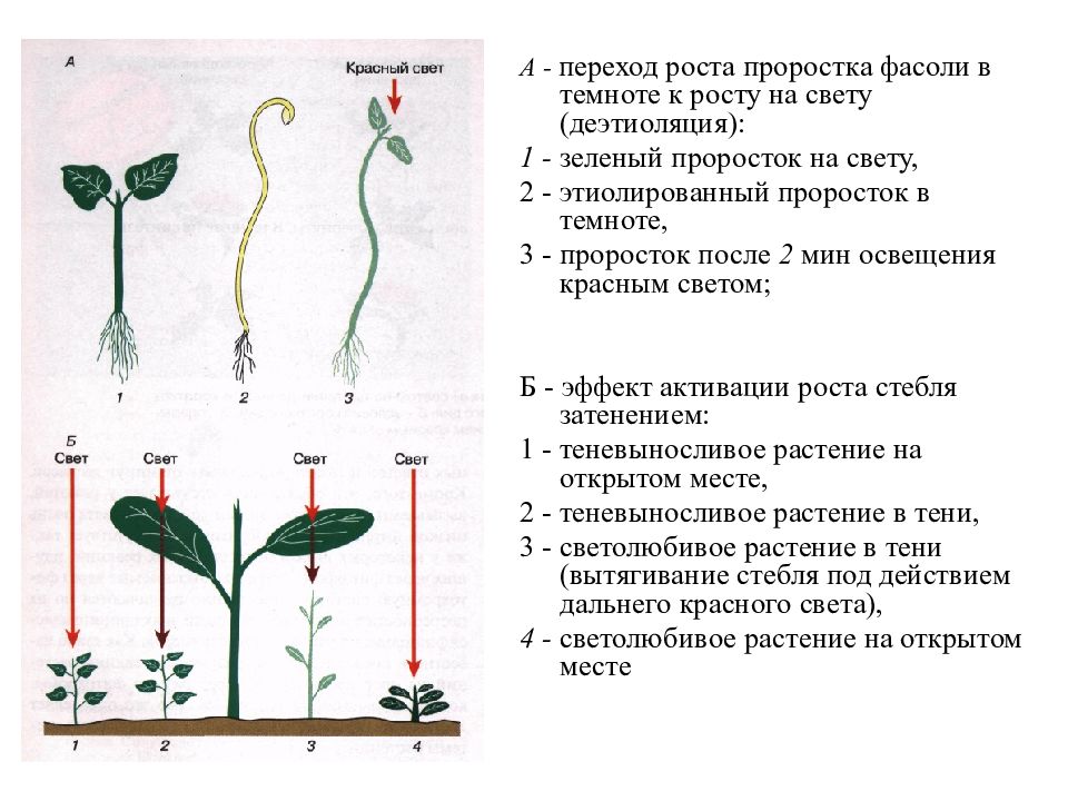 На рисунке изображен проросток фасоли в разные периоды времени какое свойство живых систем ответ