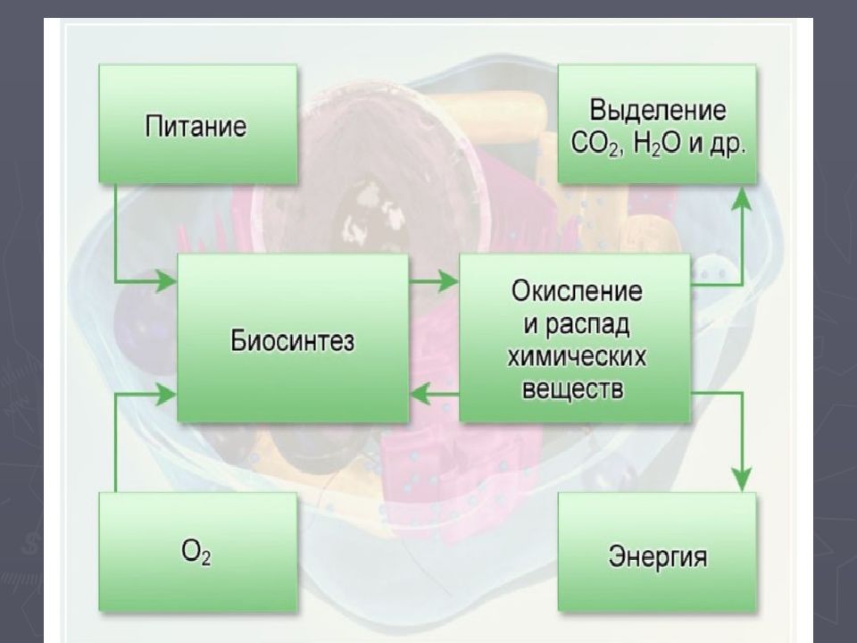 Основной обмен презентация