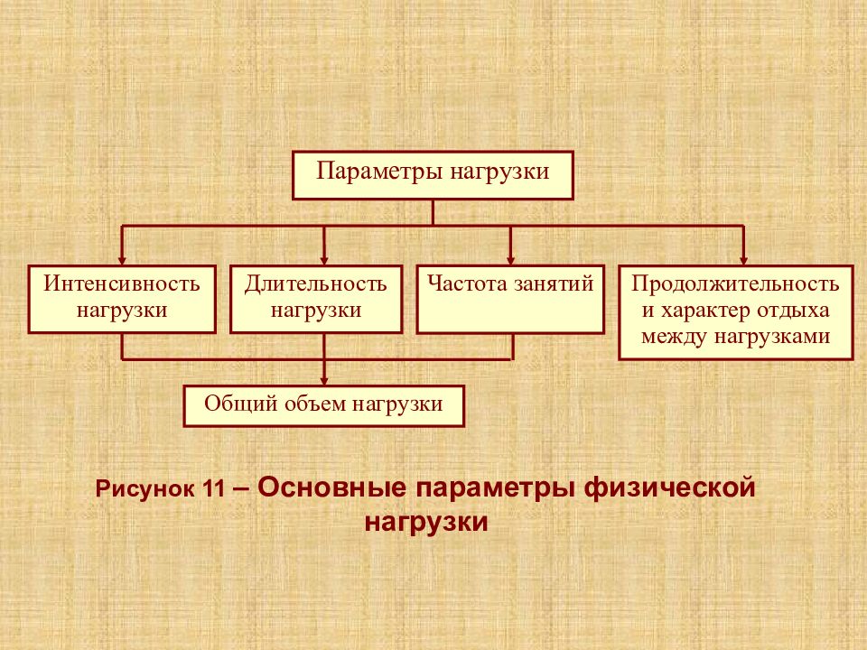 Презентация на тему адаптации человеческого организма к физическим нагрузкам