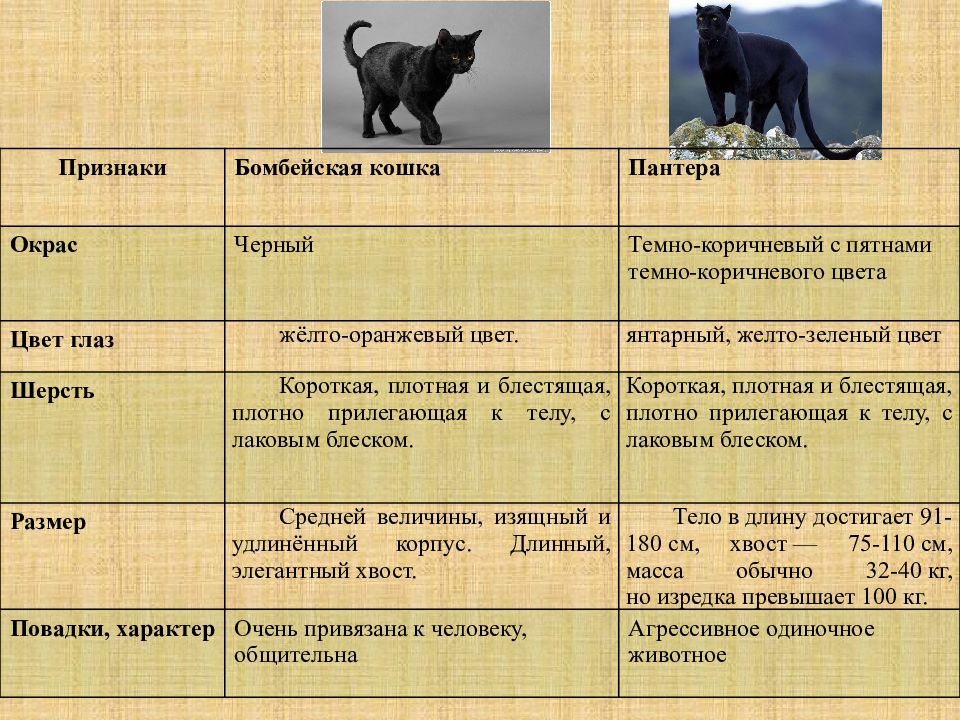 Отличительными чертами этого животного является высокая холка