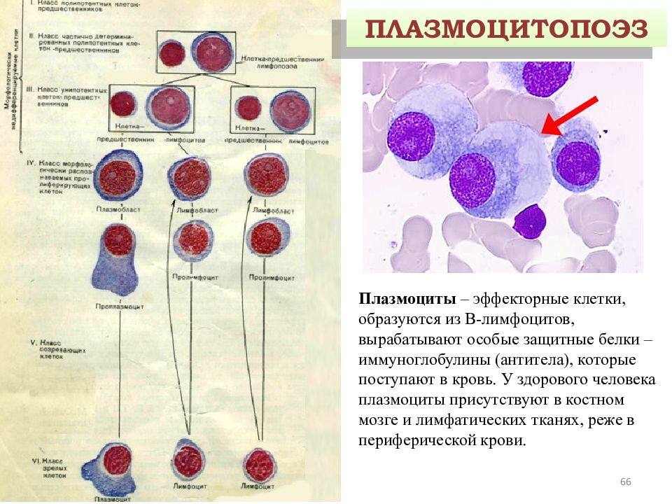 Как обозначаются лимфоциты в крови. Эффекторные клетки б лимфоцитов. Клетки гранулоцитарного ряда (гранулоцитопоэз) (по ш. Андерсону, 2007).. Лимфоциты гистология строение. Лимфоциты и плазмоциты гистология.
