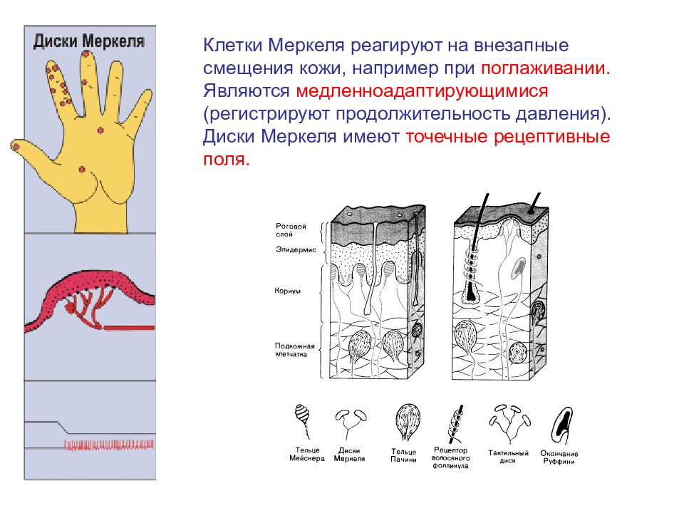 Виды механорецепторов схема