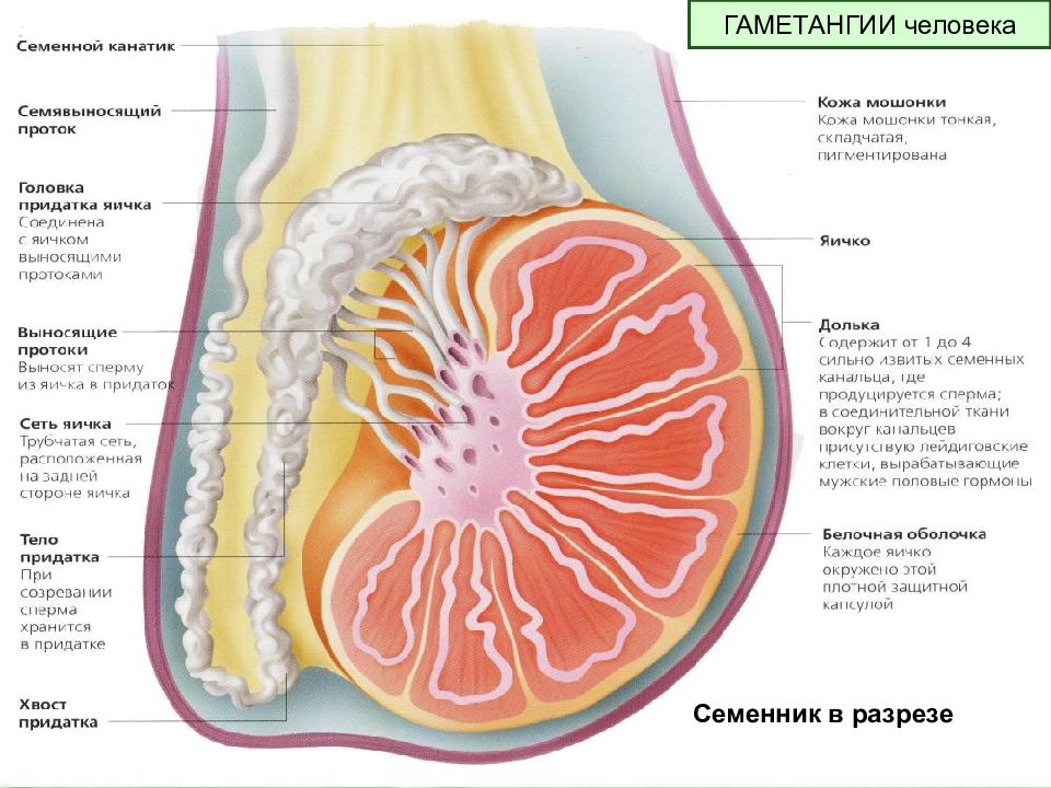 Размножение людей презентация