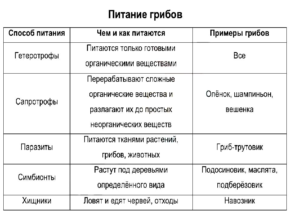 Грибы