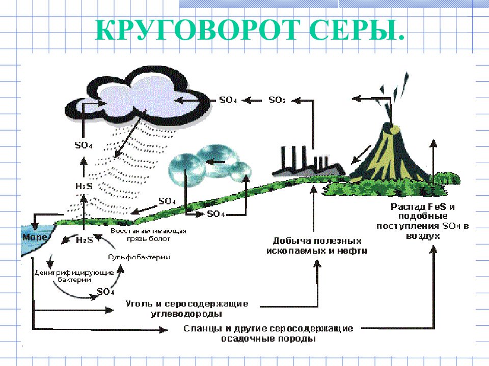 Схема круговорота кальция