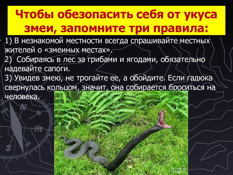 При укусе змей нельзя. Профилактика от укусов змей. Презентация о змеях для детей. Как уберечься от змеи в лесу.