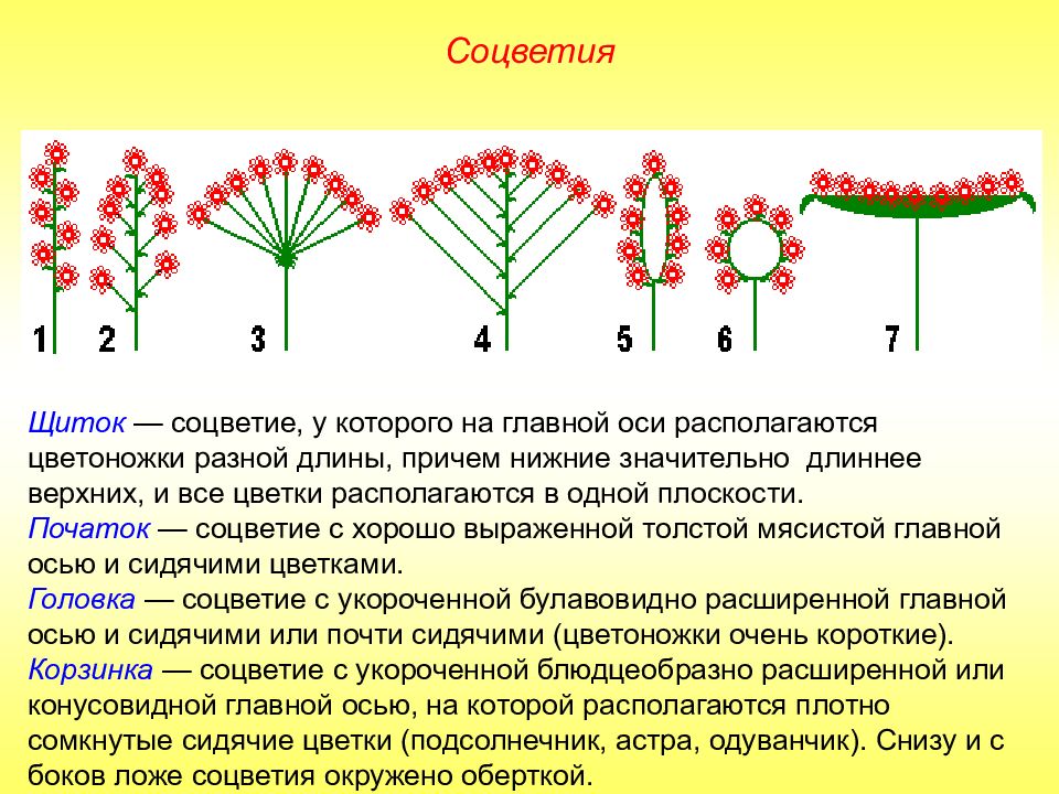 Зарисуйте схемы рассмотренных соцветий запишите их названия и укажите