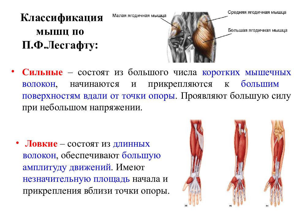 Классификация мышц. Классификация и строение мышц. Классификация мышц человека. Классификация мышц по расположению.