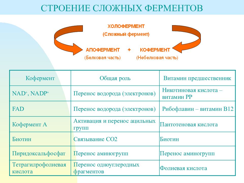 Строение фермента схема