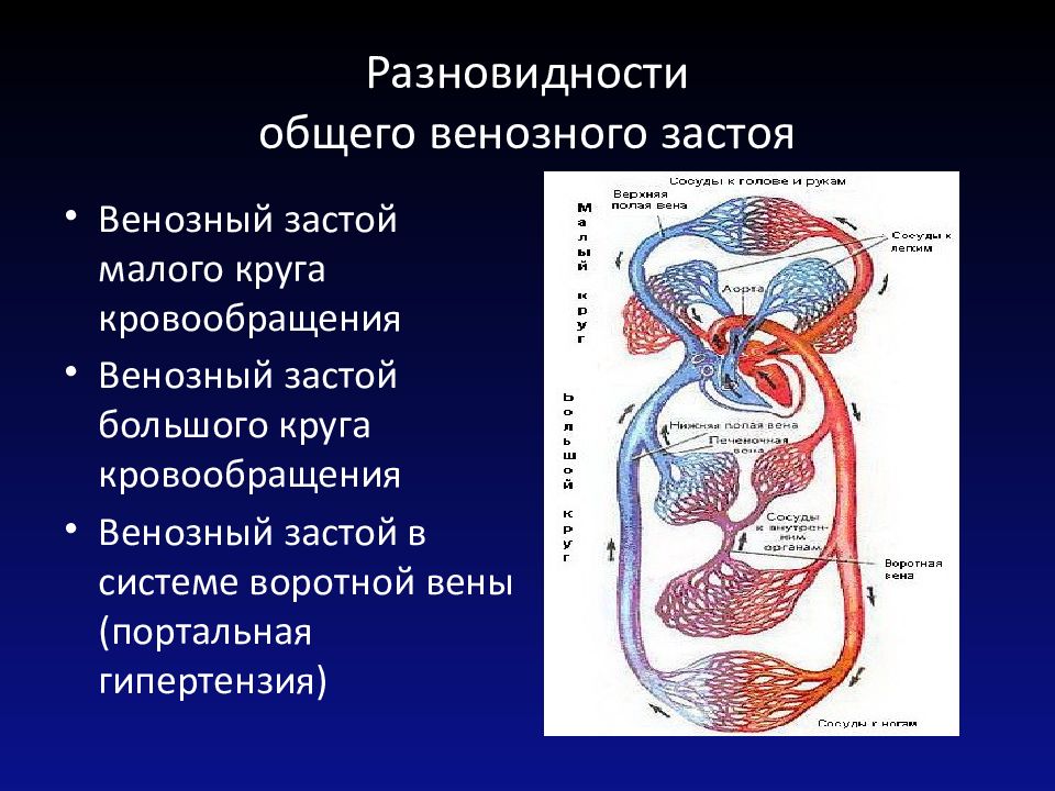 Вены кругов кровообращения. Венозная система большого круга кровообращения. Вены малого круга кровообращения. Вены большого круга кровообращения. Артерии и вены большого и малого кругов кровообращения.