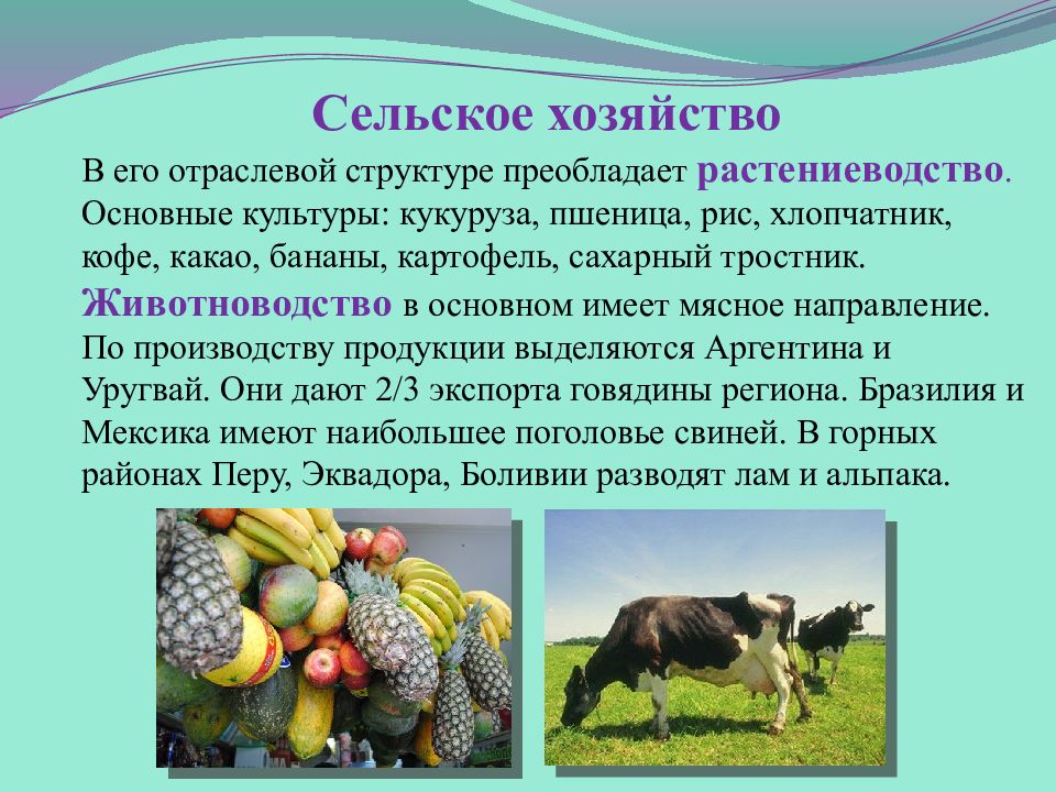 Хозяйство латинской америки кратко. Растениеводство преобладает в структуре сельского хозяйства. Растениеводство Латинской Америки основные культуры. Важнейшие культуры растениеводства Латинской Америки. Животноводство преобладает в структуре сельского хозяйства страны.